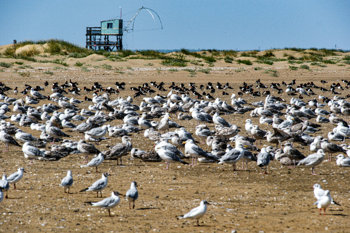 Чайки отдыхают - Георгий А