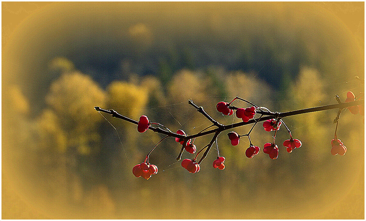 с бересклетом.. - Aleksandr Gal