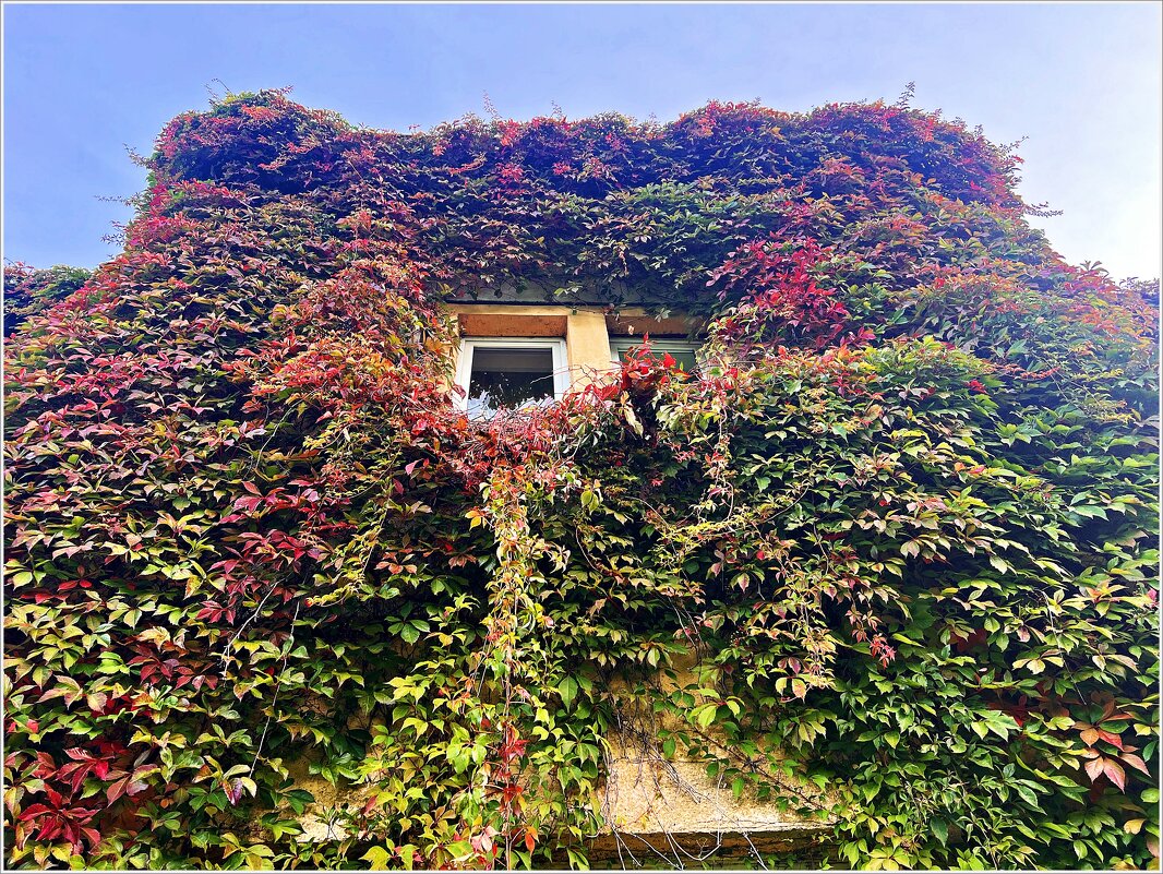 Виноград замка Лаукен. - Валерия Комова