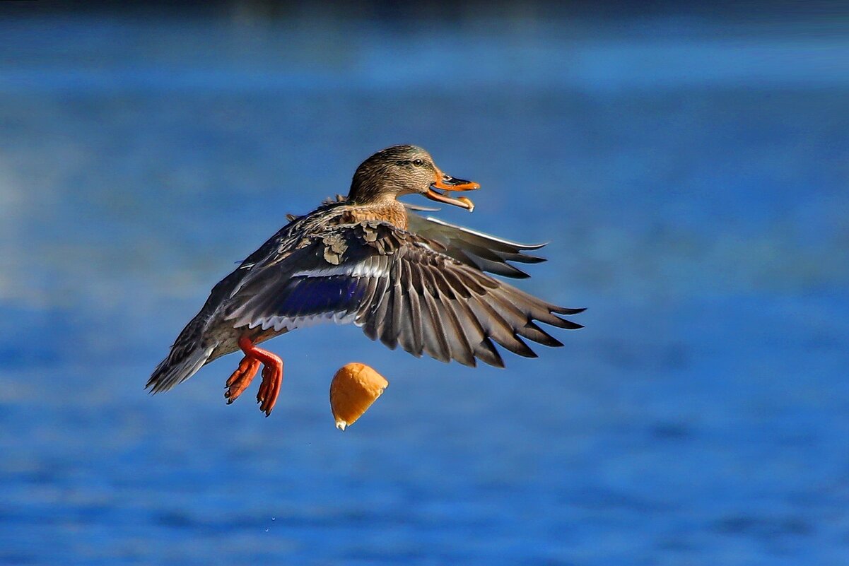 Маша-растеряша. - Татьяна Бравая