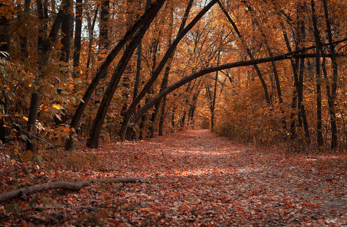 Осенняя арка - Александр Синдерёв