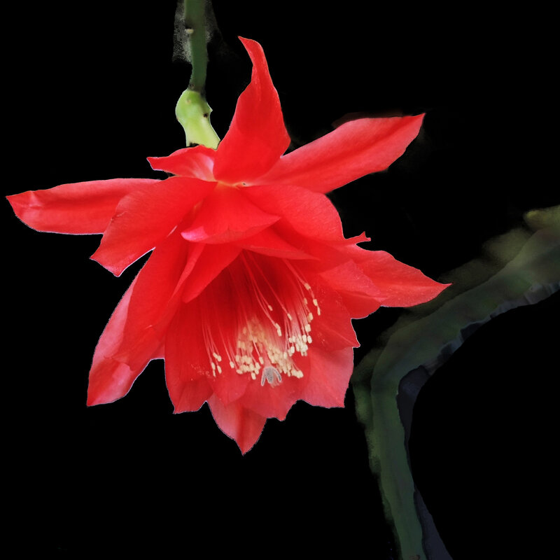 Кактус цветёт на подоконнике - Евгений Кактус цветёт на подоконнике - Евгений