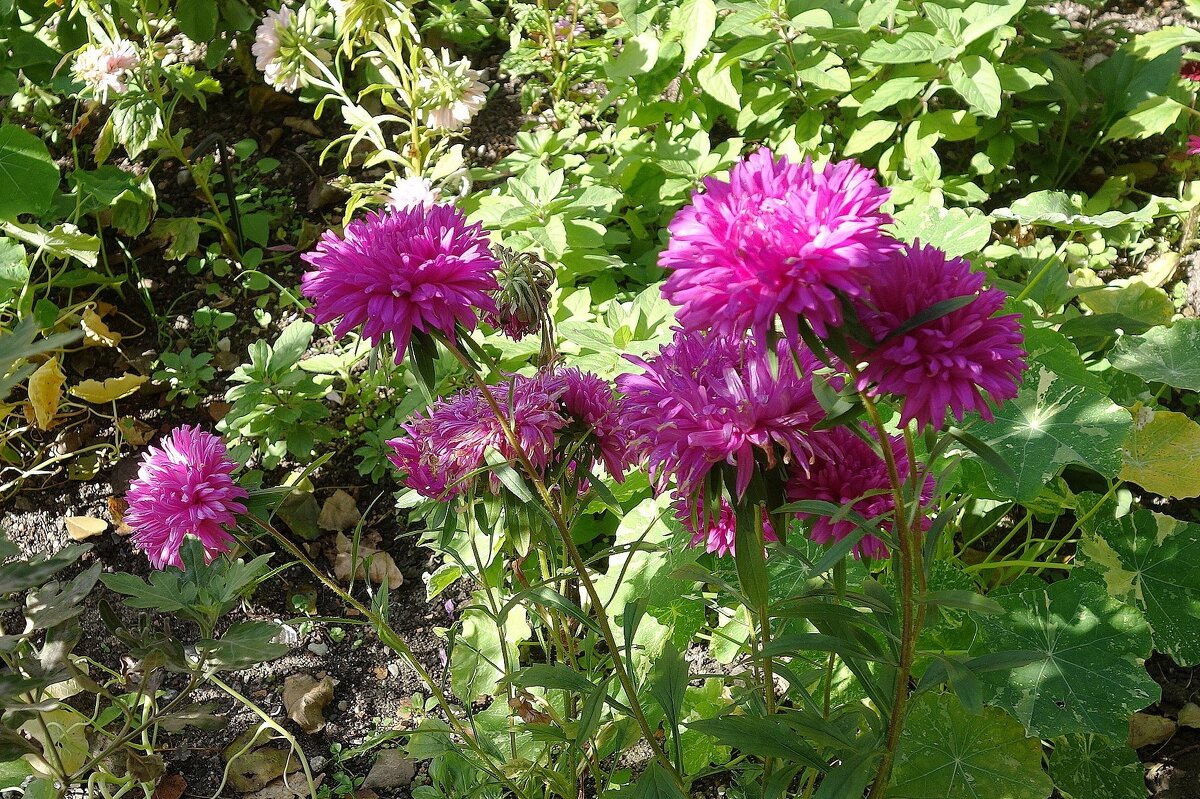 Астра - Рита Симонова