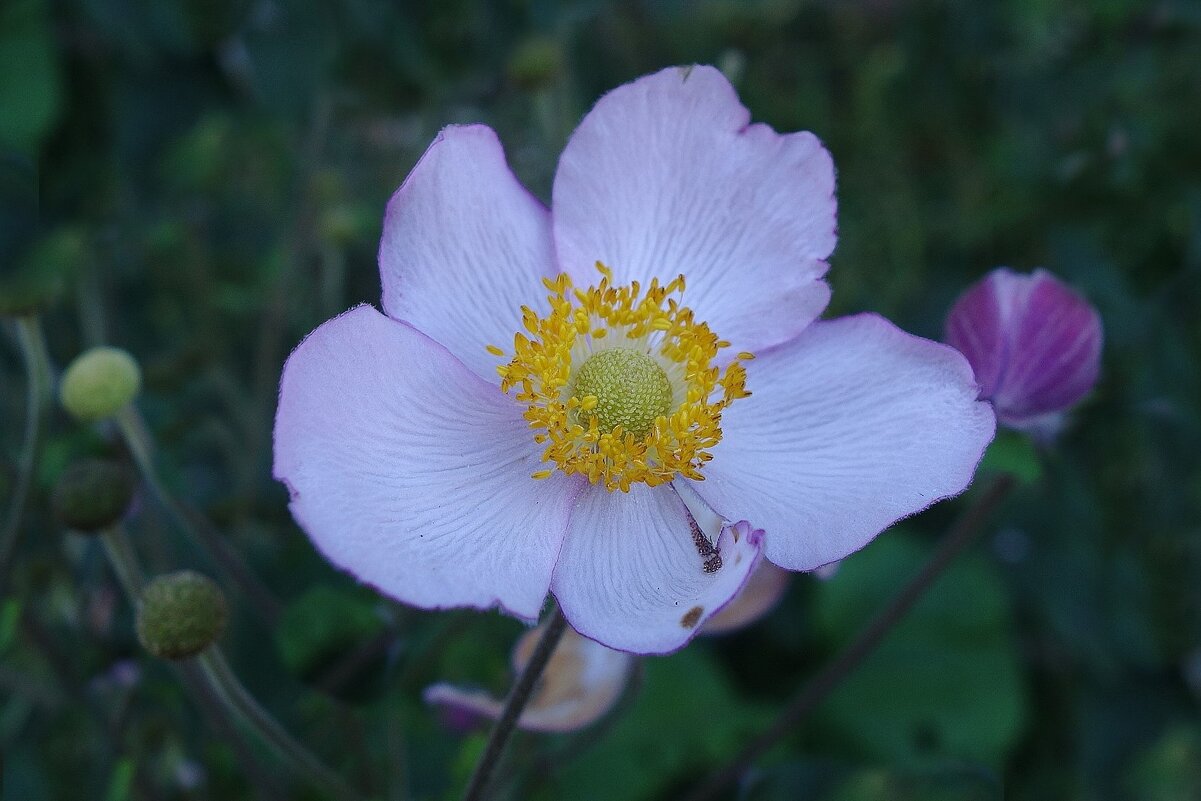 Ветреница - Рита Симонова