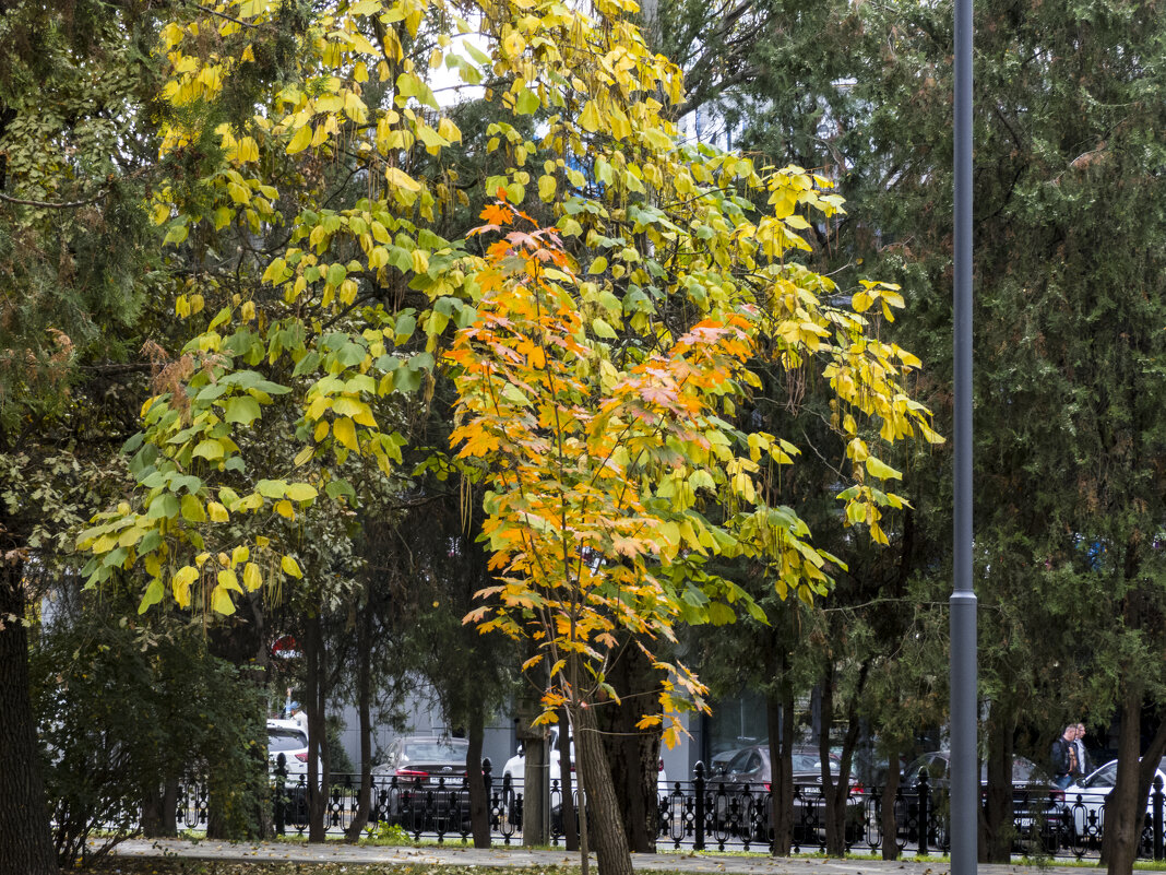 Краски  осени - Валентин Семчишин