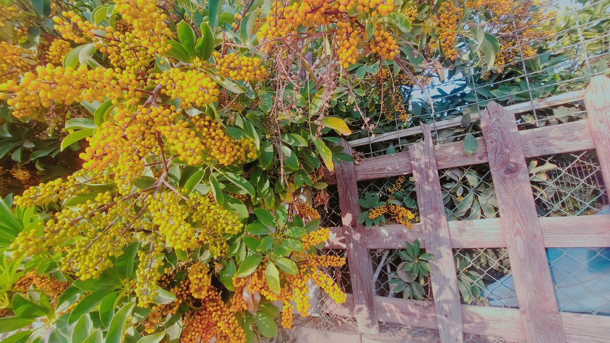 13  ОПЕН (454) - OPEN WAYS ALL