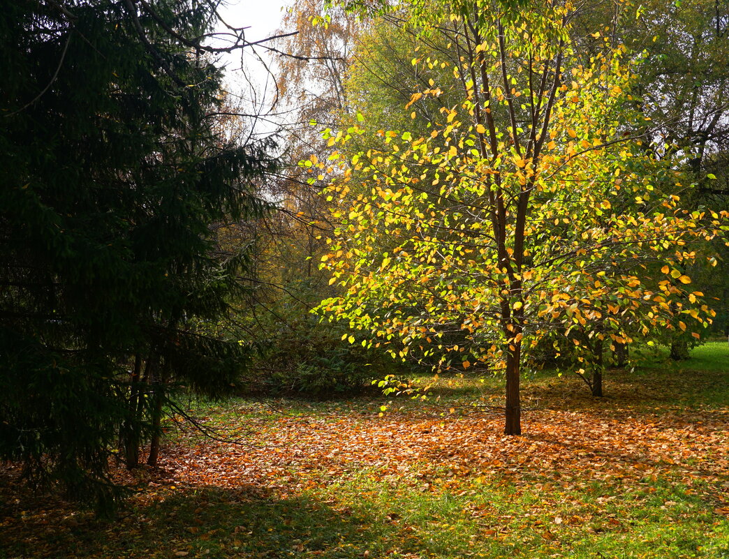 Солнечное дерево - Наталия Григорьева
