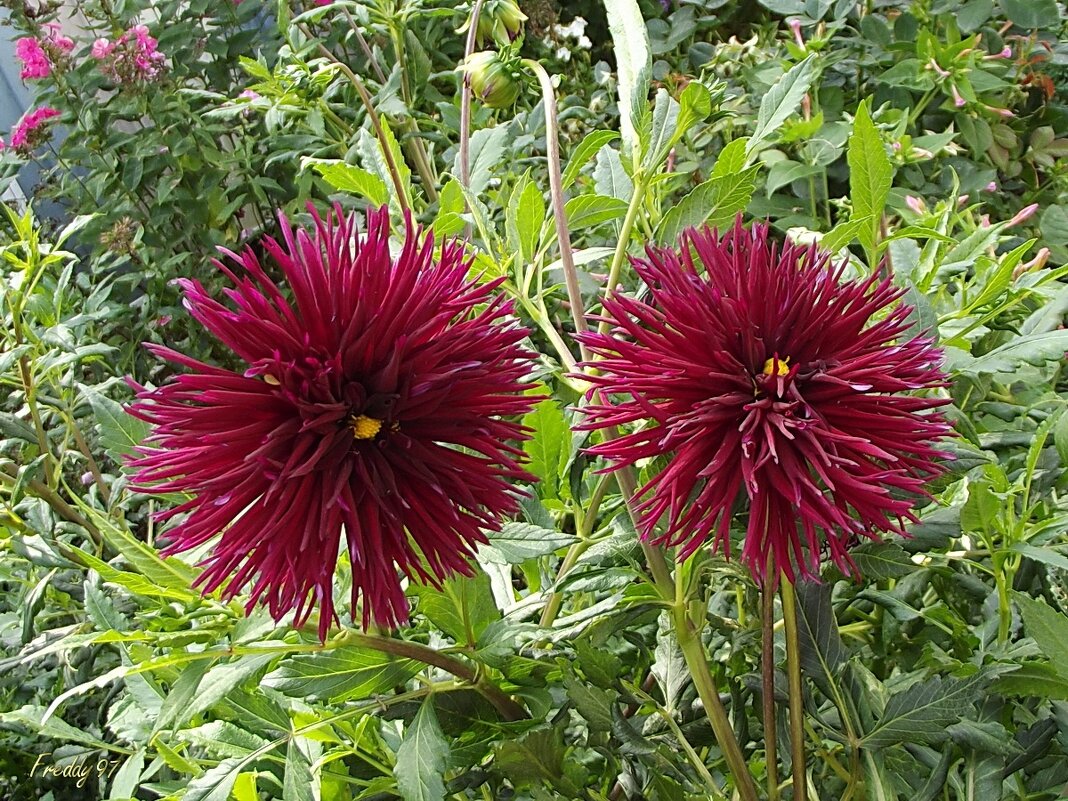 Георгины - Freddy 97