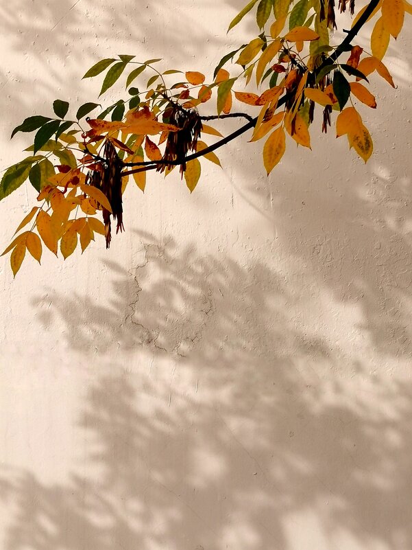 *** - Любимова Ольга 