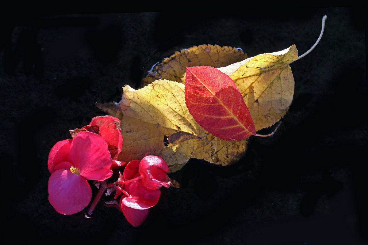 3 октября в ЦПКиО - Михаил Бибичков