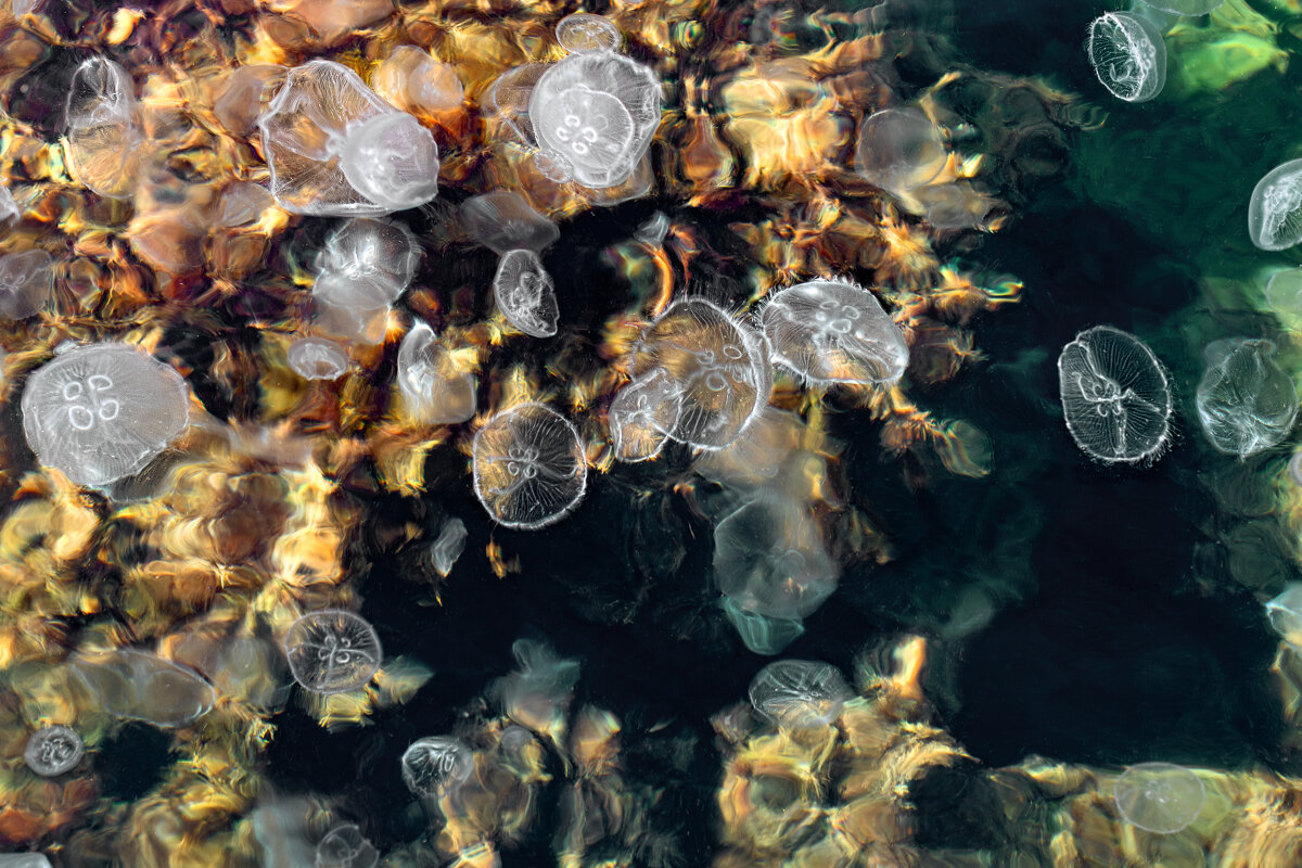 Медузы Черного моря - But684 Медузы Черного моря - But684