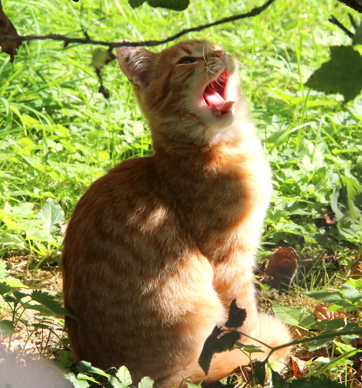 Домашние животные - жанна нечаева