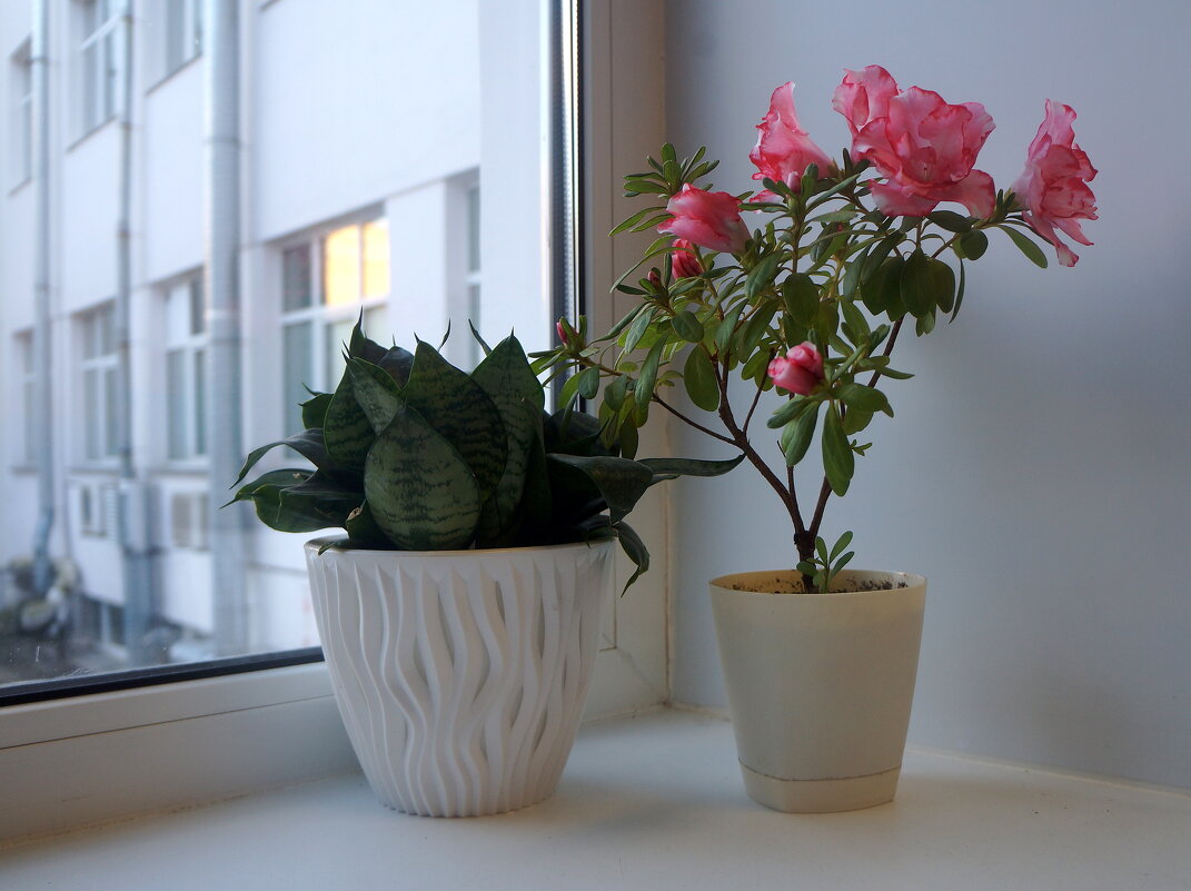 азалия - zavitok *