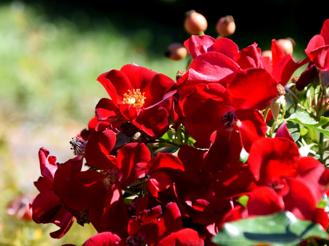 *** - Павленко Михаил 