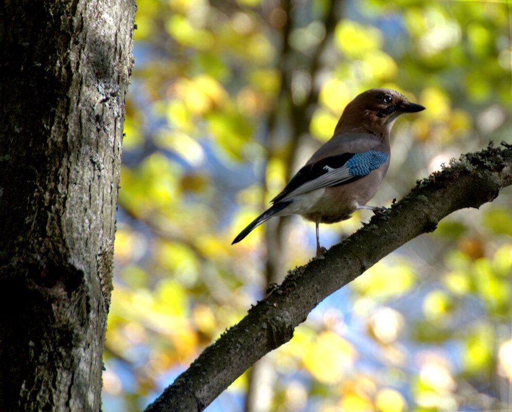 Сойка. - Сергей Владимирович Егоров