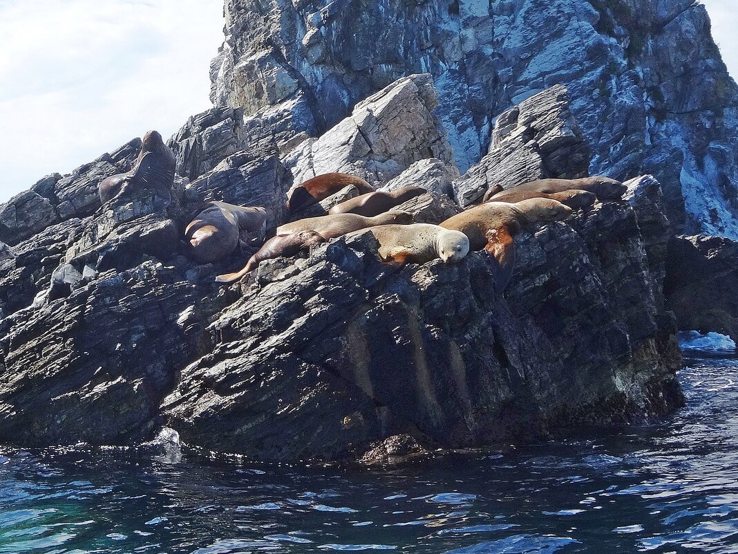 Лежбище сивучей - Лидия Бусурина