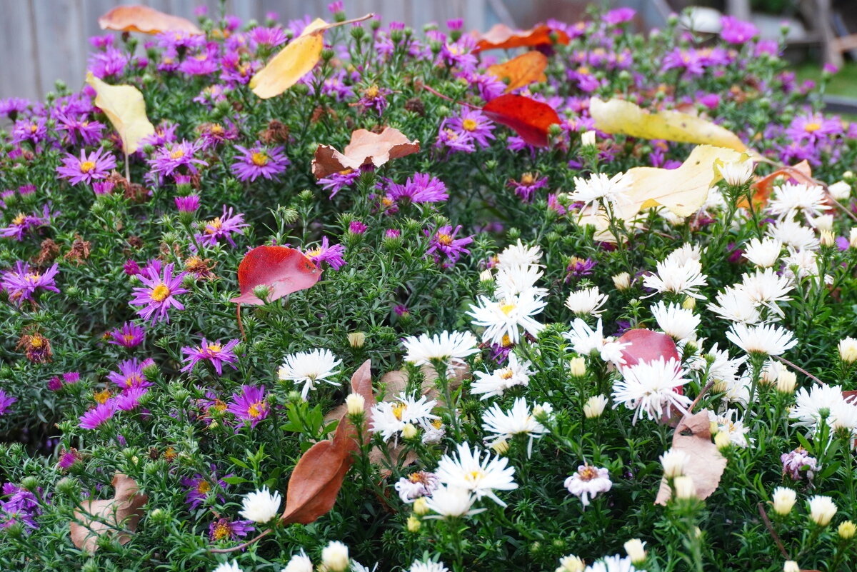 Листопад - Сергей Ц