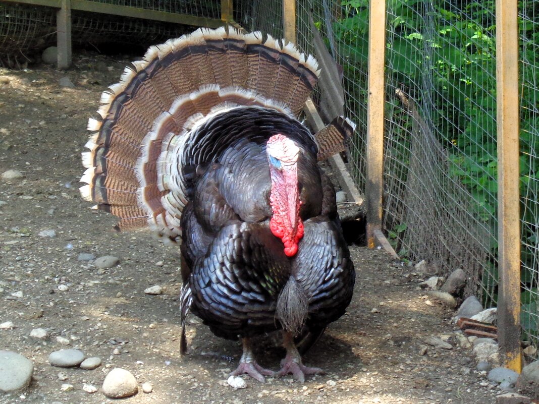 Индюк - Наталья 