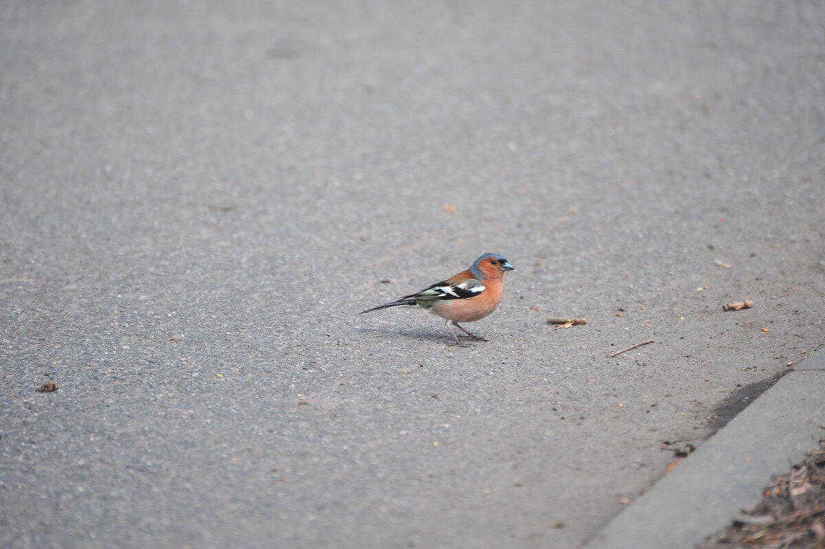 Зяблик - Владимир Филимонов