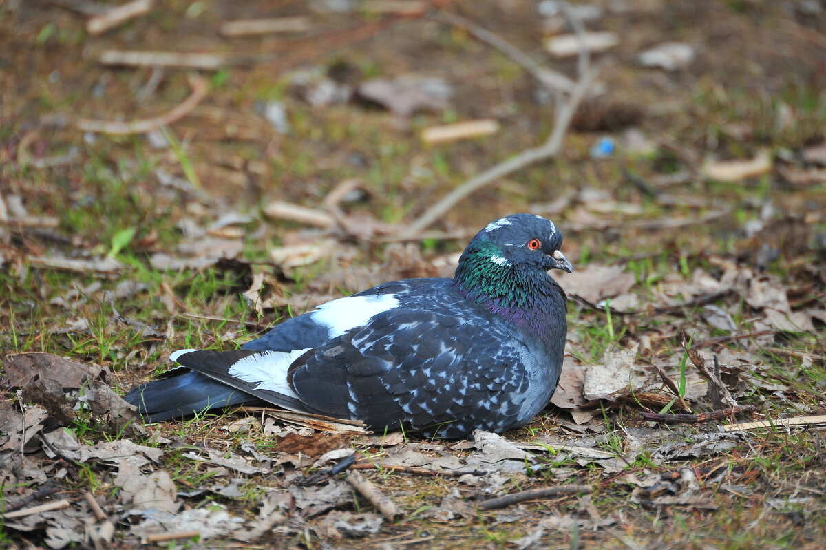 Городской житель. - Владимир Филимонов