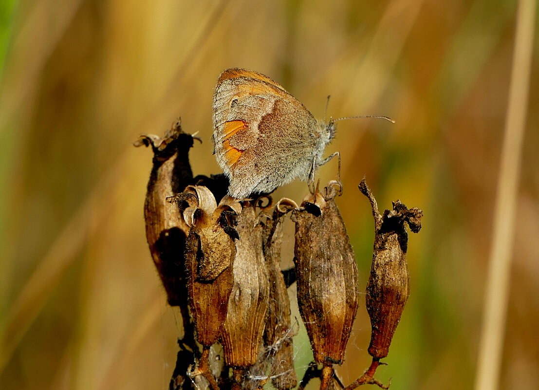 опять про бабочек 37 - Александр Прокудин