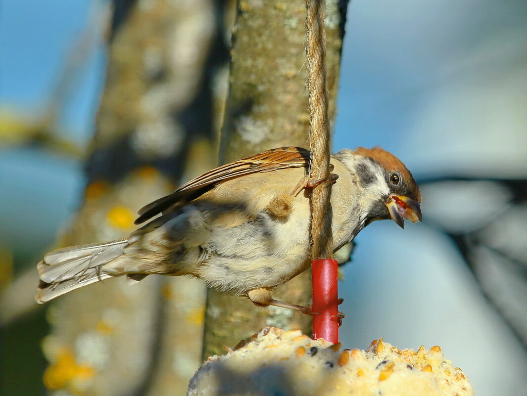 полевой... - Andrey Bragin 