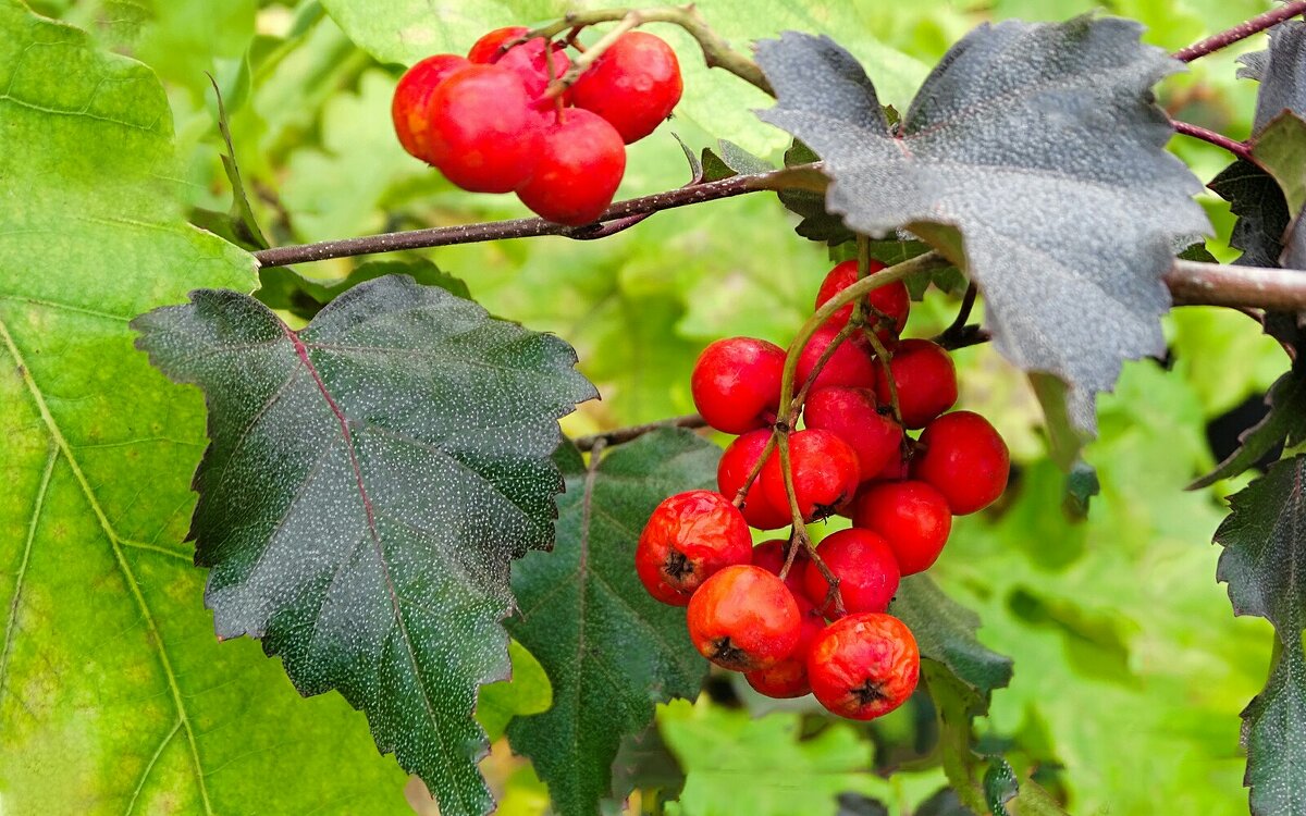 Рябина в октябре. - Милешкин Владимир Алексеевич 