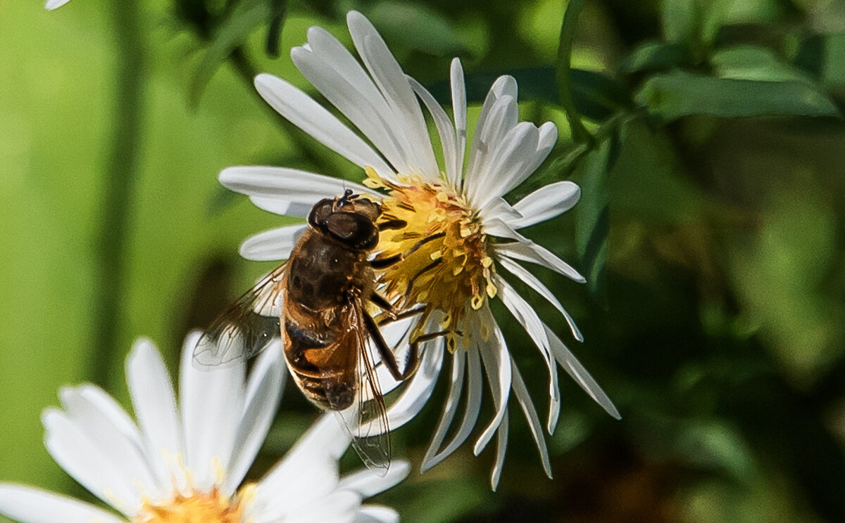 *** - Владимир Безбородов