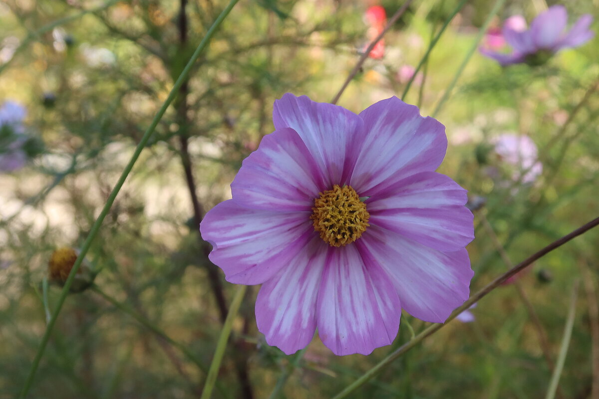 Космея - Дмитрий И_