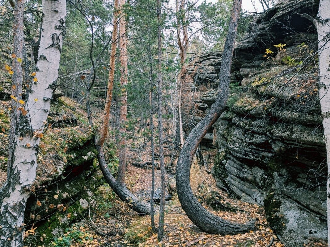 Плящущееся сосны - Георгиевич 
