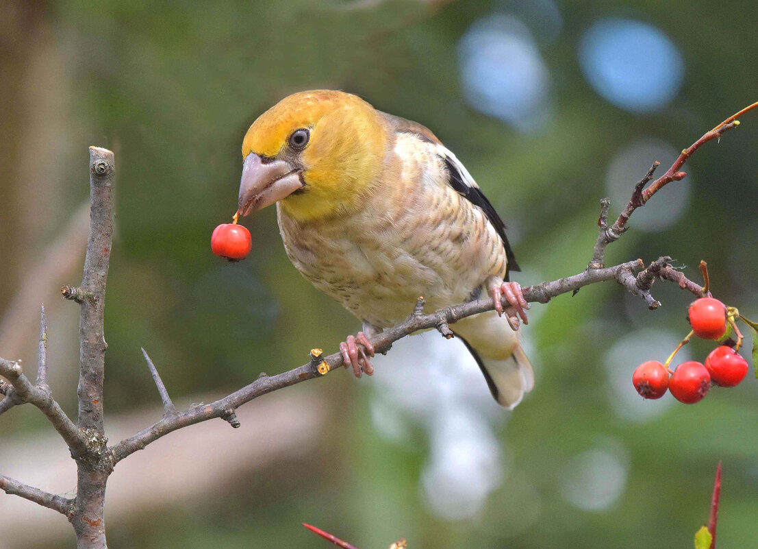 Хорошей ягоде и клюв радуется. - Михаил Белоусов Хорошей ягоде и клюв радуется. - Михаил Белоусов