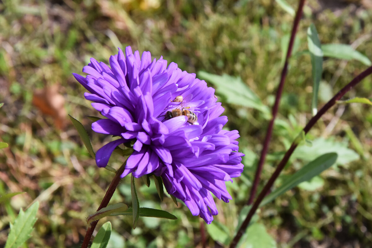 Владимирская область. Город Александров. Александровская Слобода. - Наташа *****