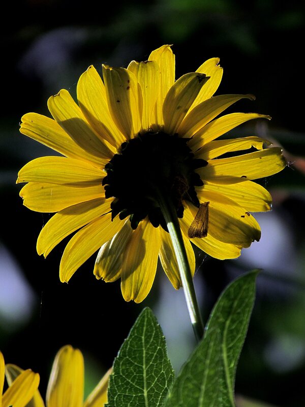 Растительный мир - Роман Савоцкий Растительный мир - Роман Савоцкий