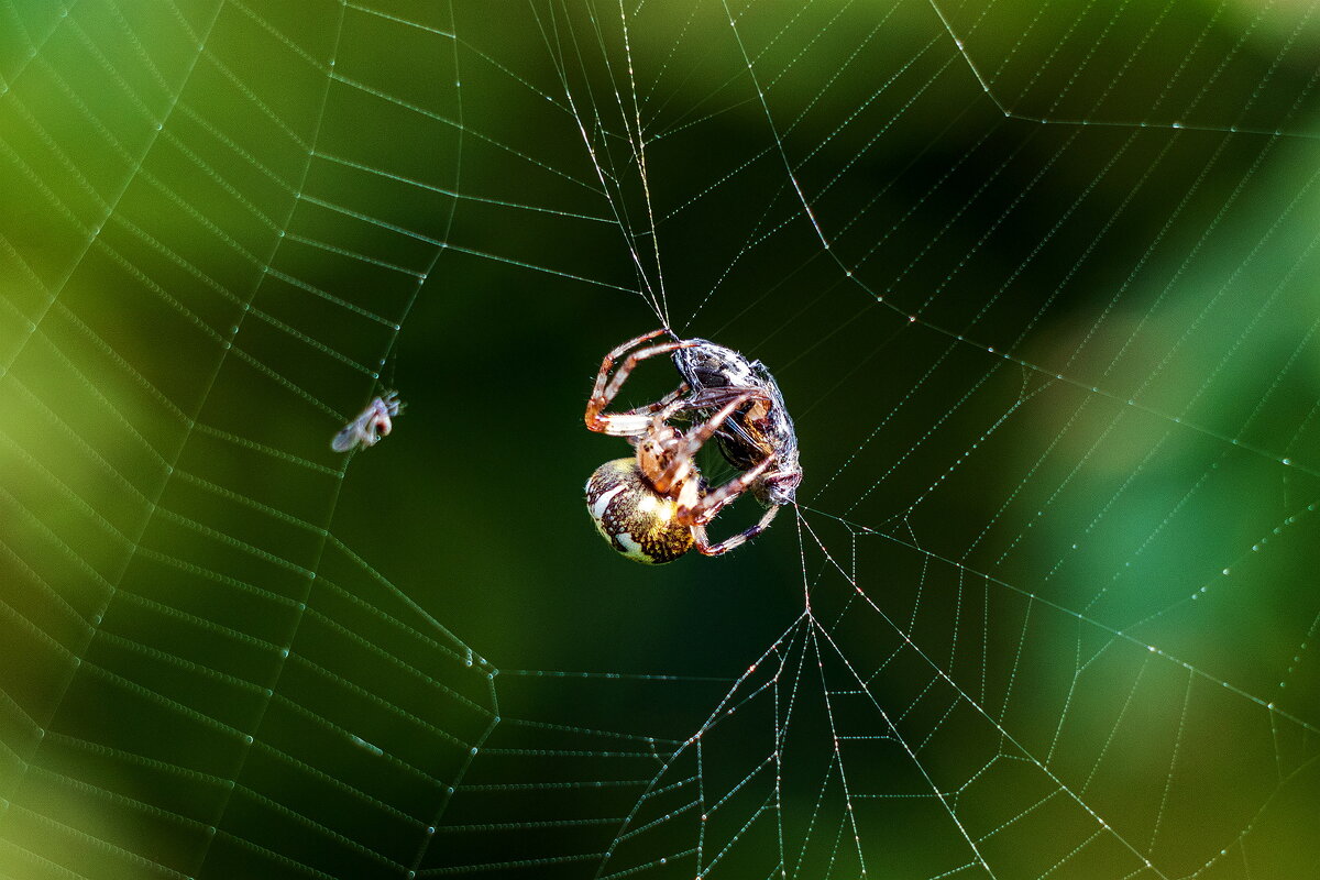 Консервы. - Анатолий. Chesnavik.