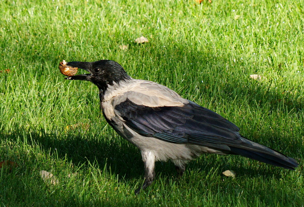 А что на обед... - Николай Саржанов