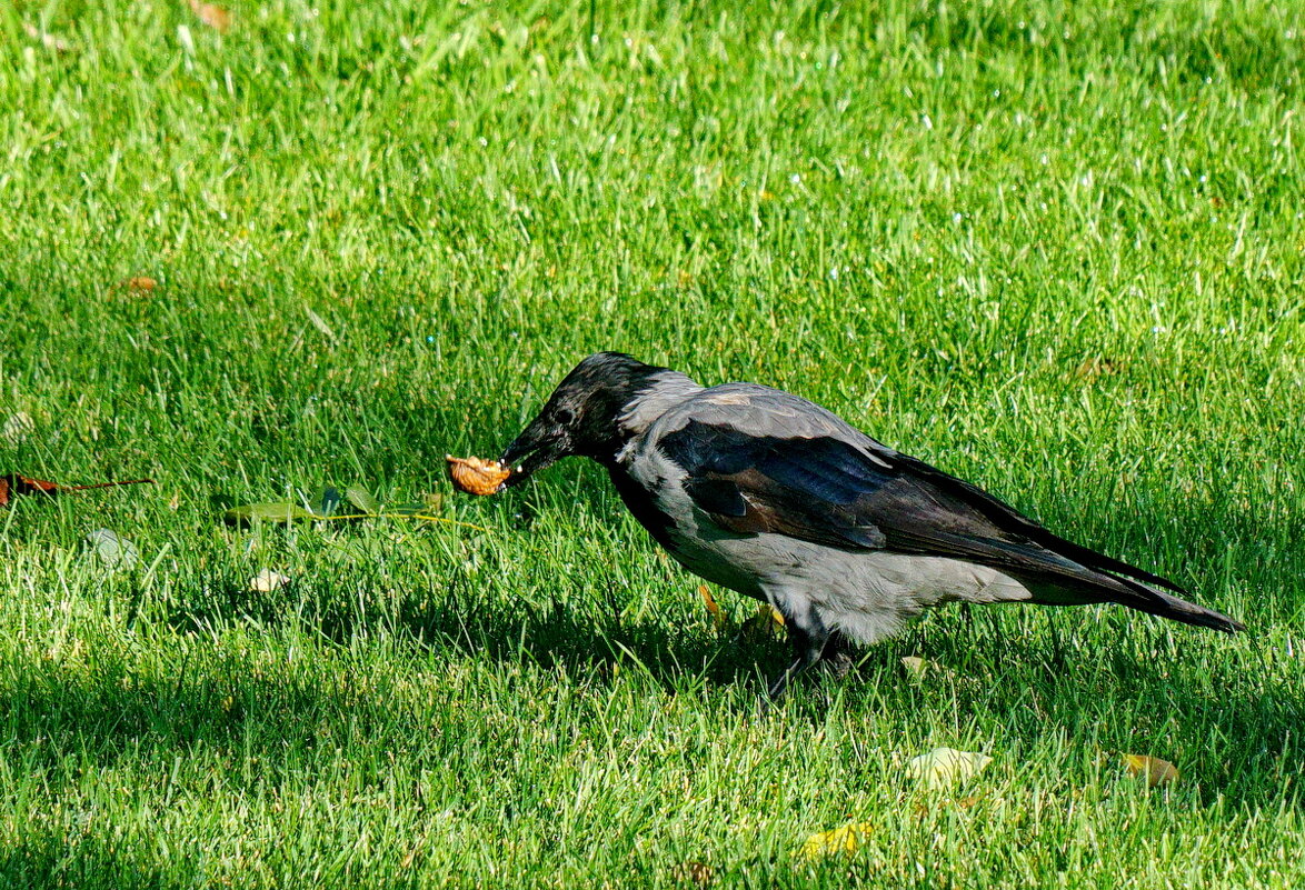 А что на обед... - Николай Саржанов