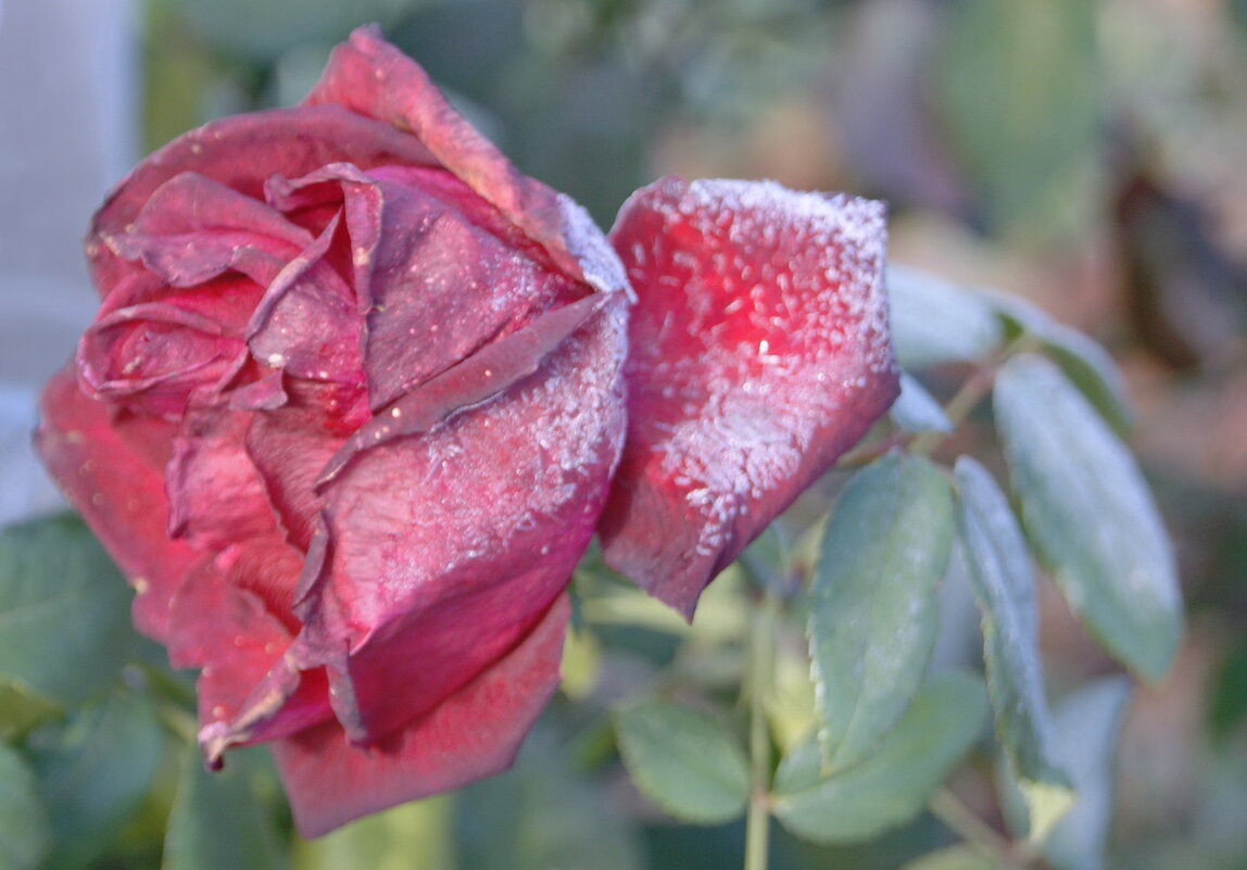 Роза в инее. - сергей ермошкин