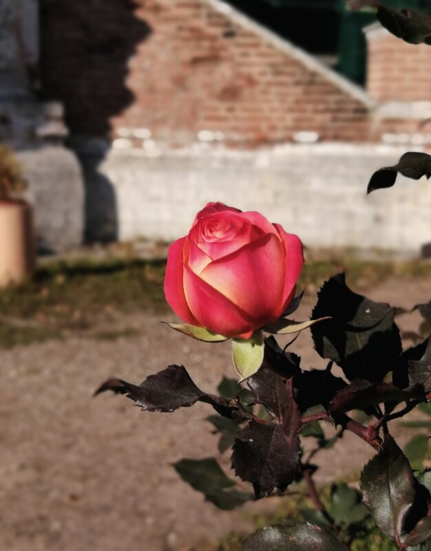 *** - Любимова Ольга 