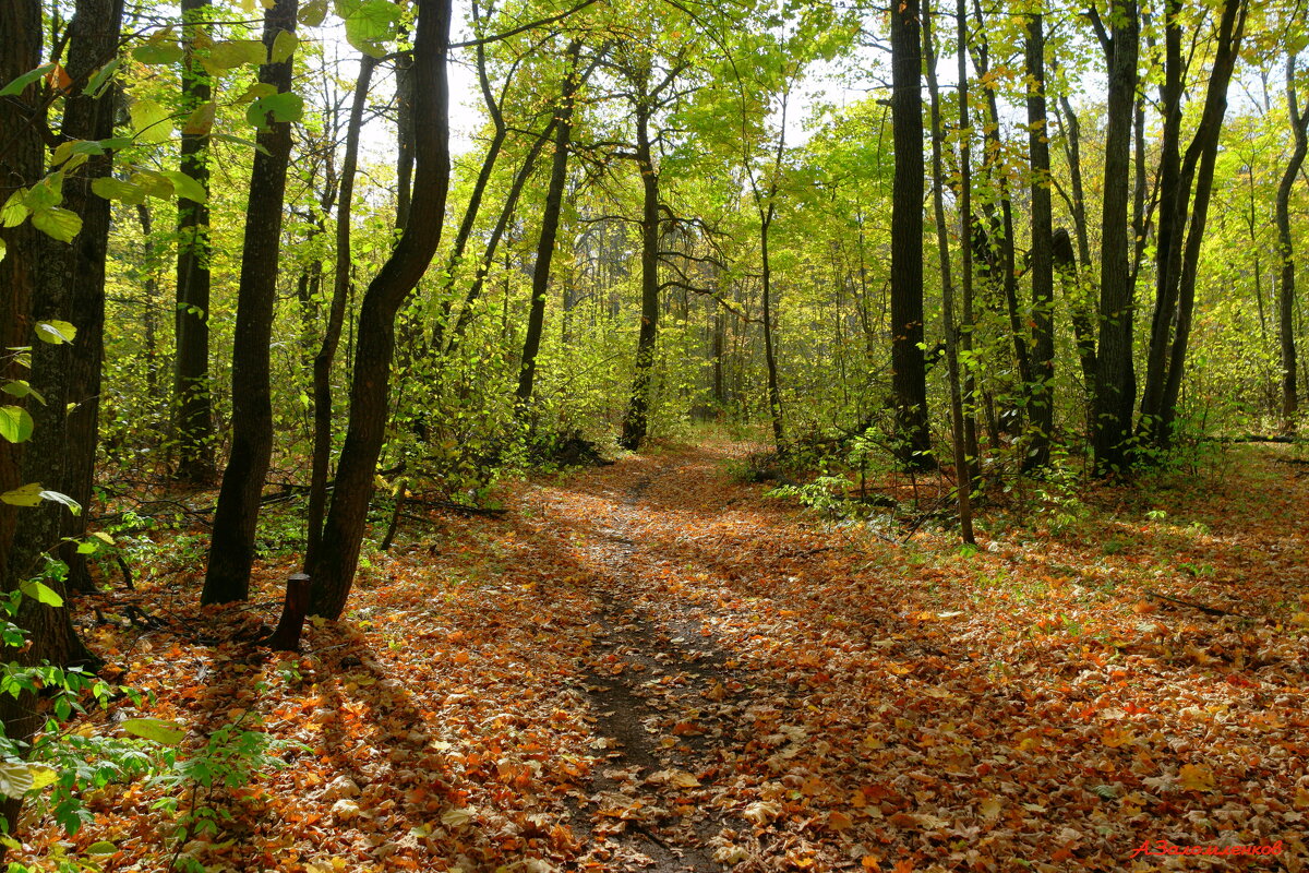 Пошуршим в осеннем лесу! - Андрей Заломленков