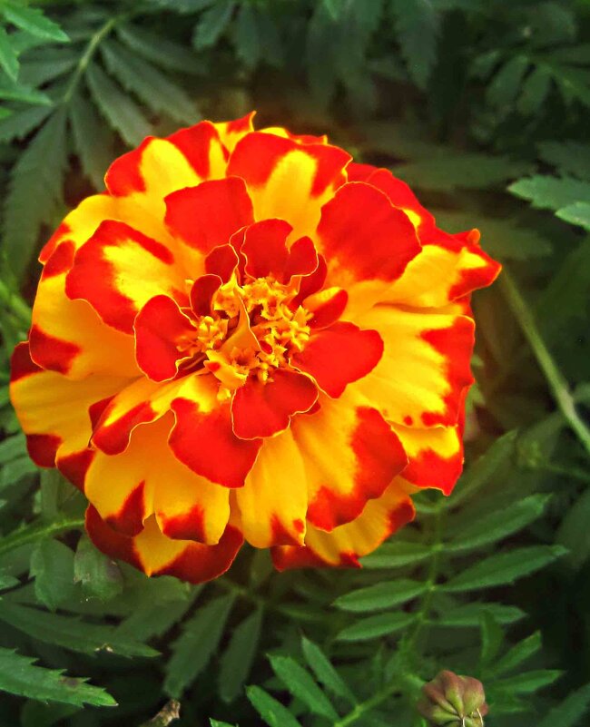 Яркое солнышко - Елена Семигина