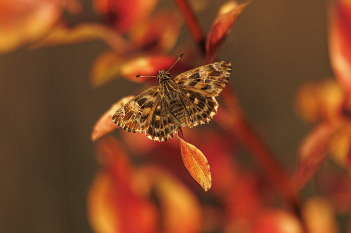 Октябрьский привет (Бабье лето) - Светлана Тихонина