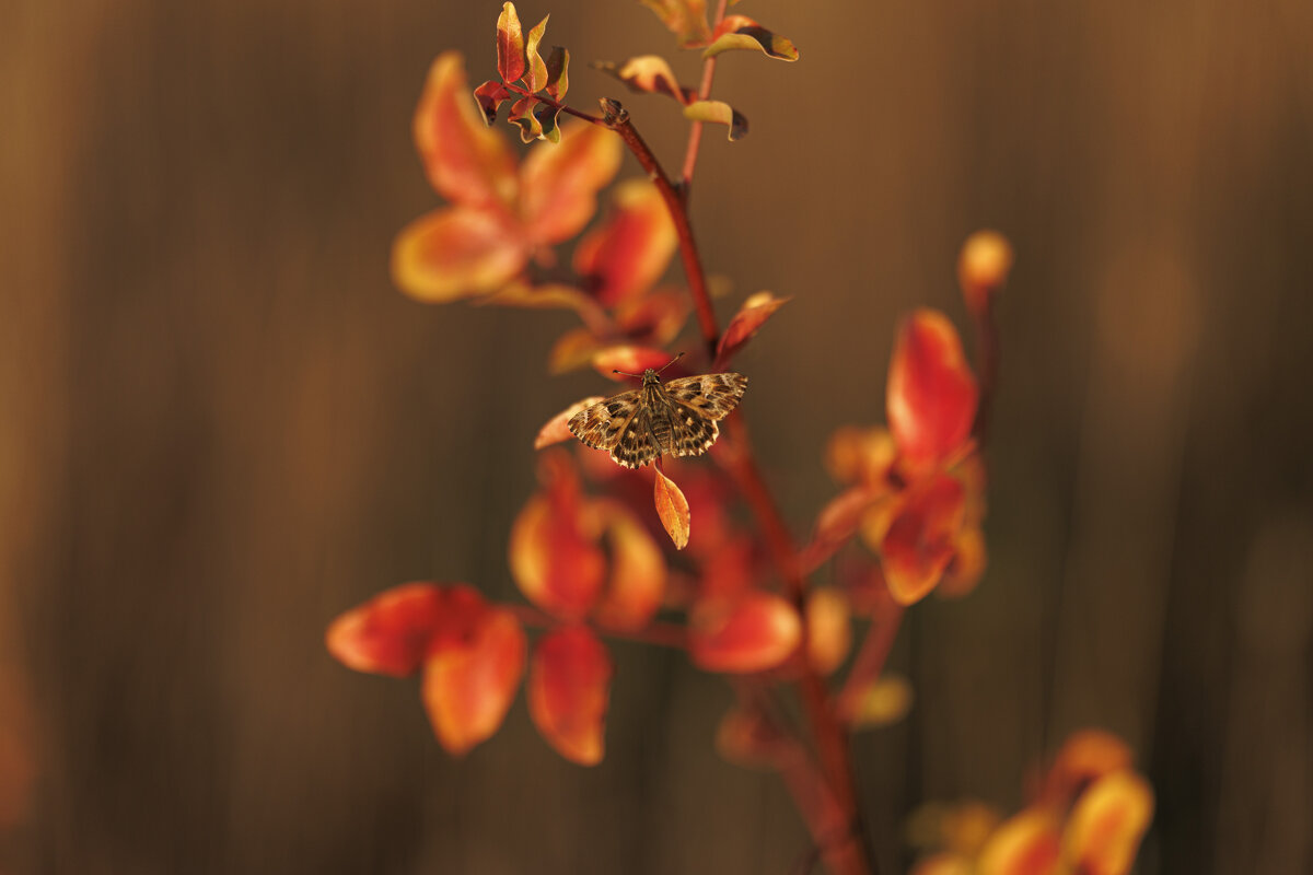 Бабье лето - Светлана Тихонина