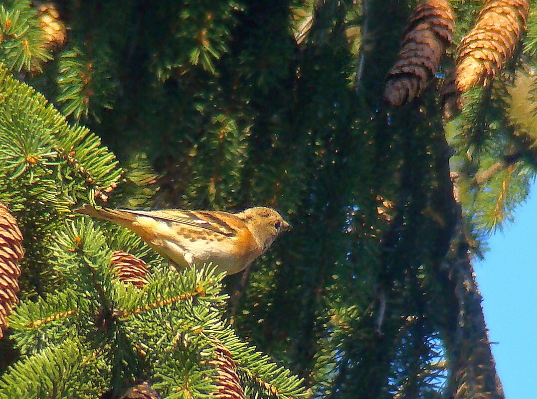 вьюрок или юрок - gawrilа - dan