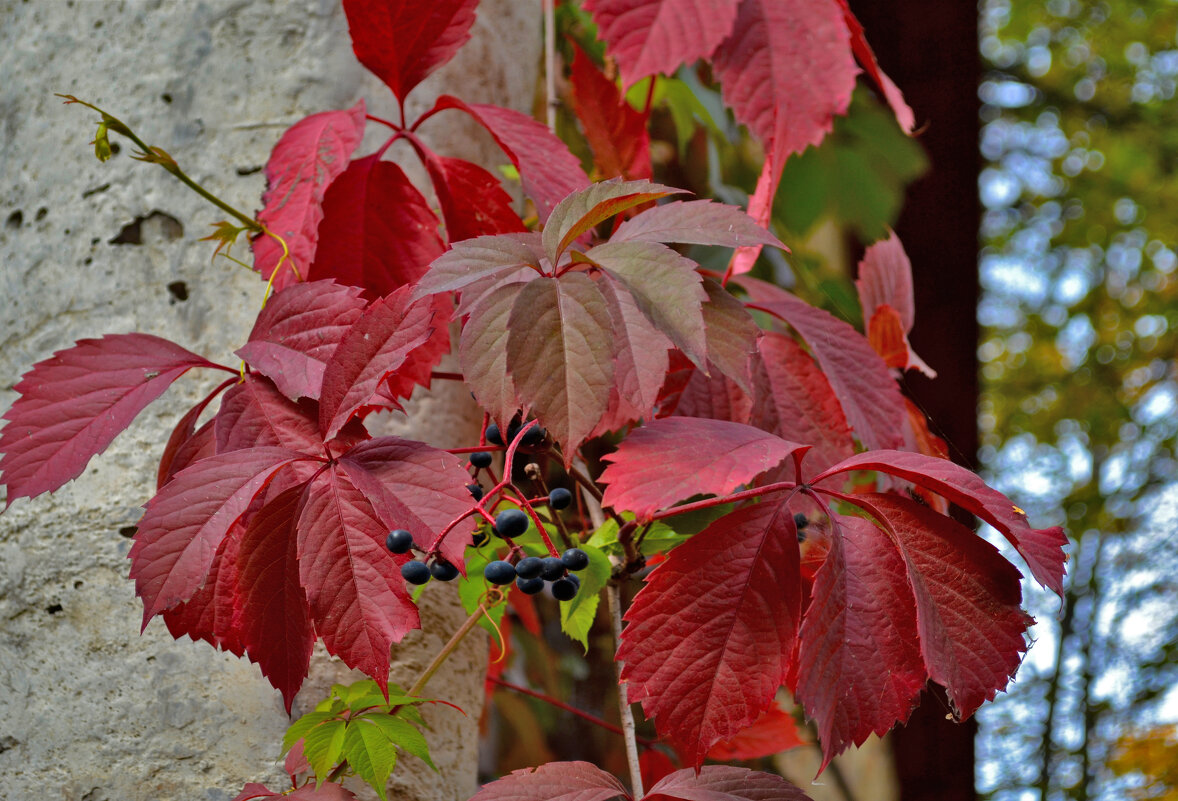 Осенний этюд - Ольга 