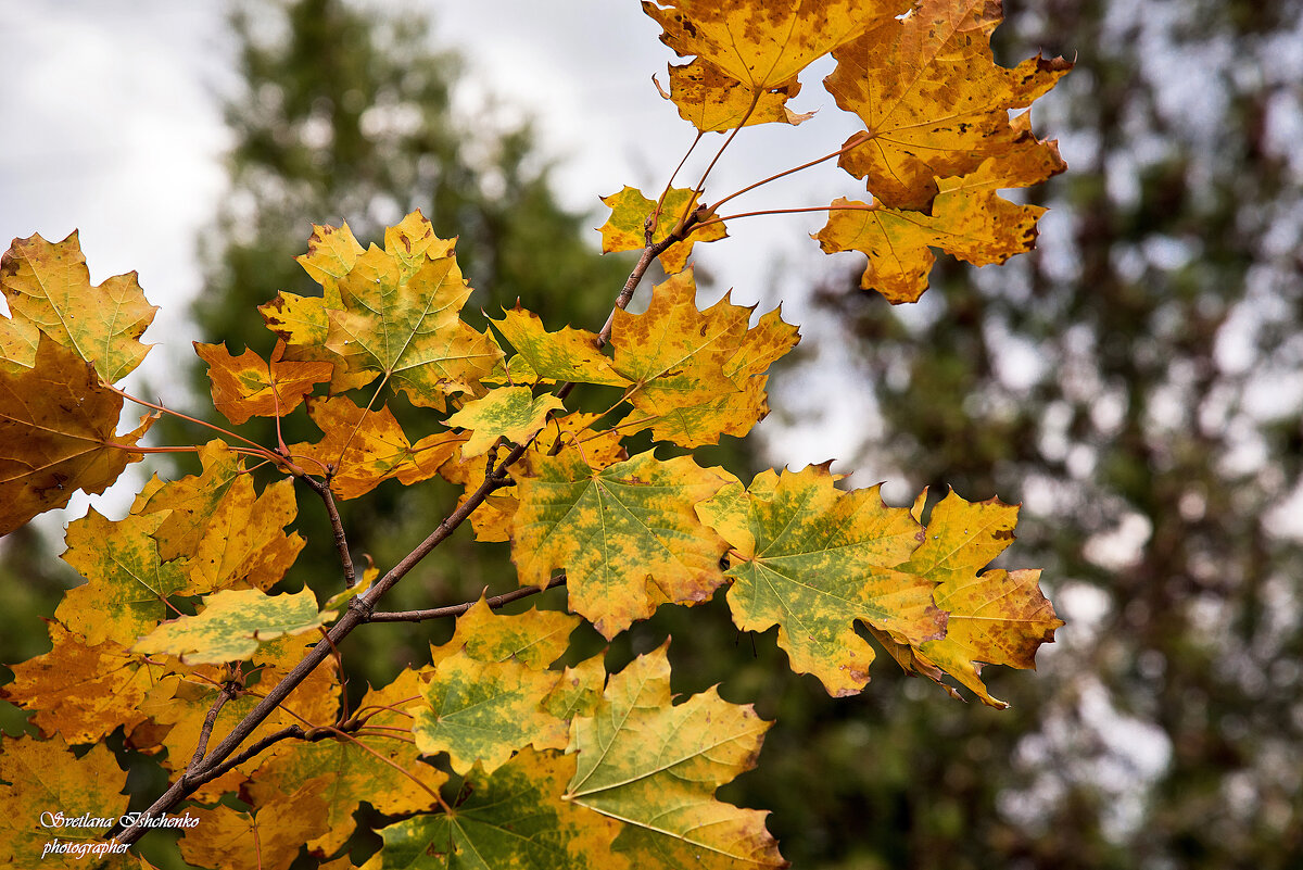 Осенние кленовые листья - Светлана Ищенко Осенние кленовые листья - Светлана Ищенко