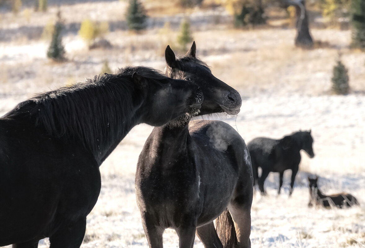 Чувства - Марина Фомина.