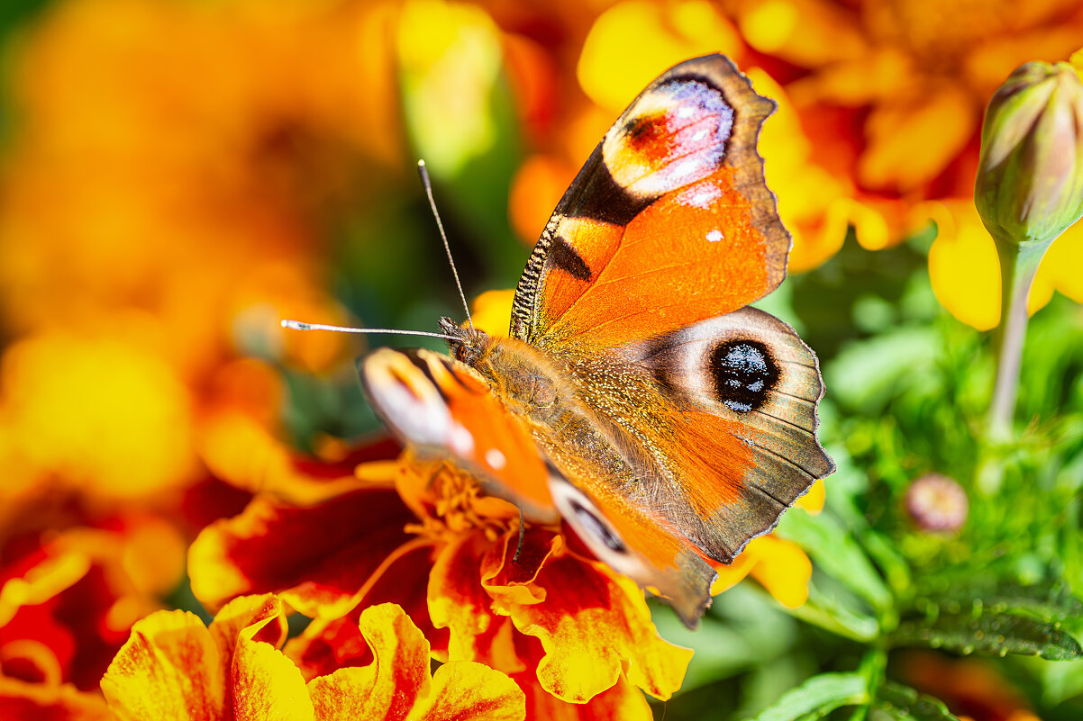 Бабочка - Alex Bush