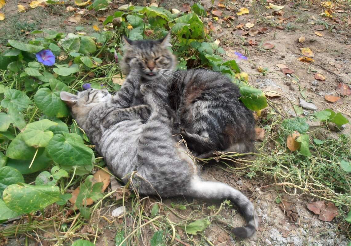 Нападение на отца :) - Наталья 