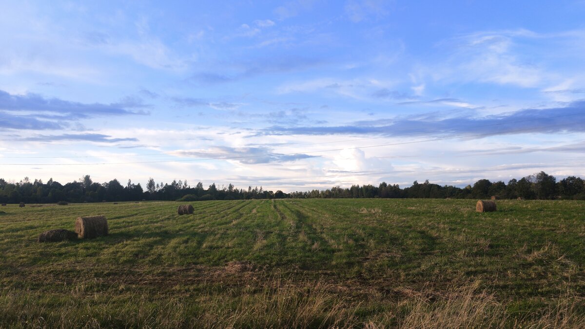 Поле у д.Скново - Артем 