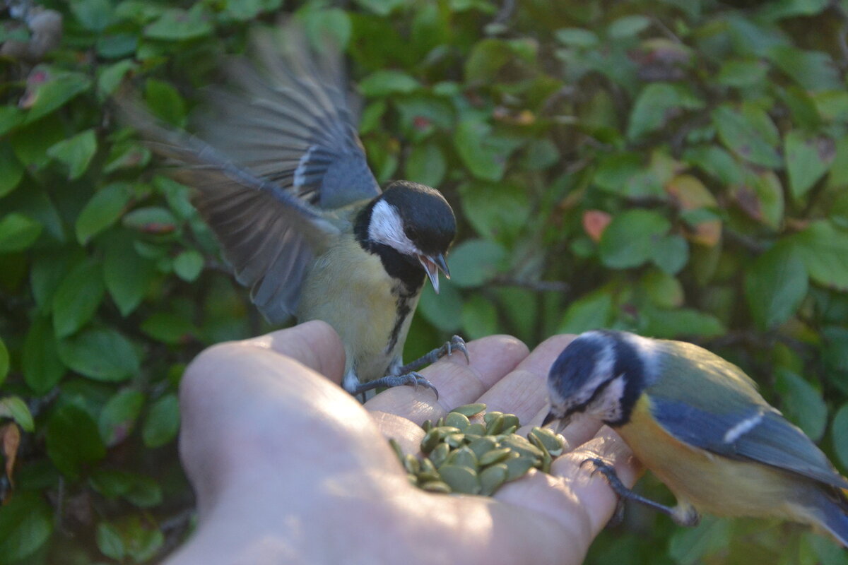 Ужин на двоих. - Надежда 